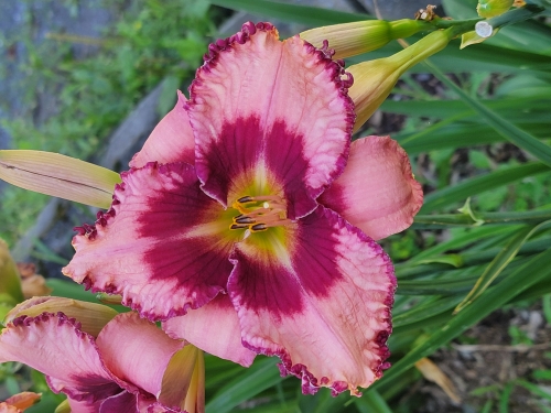 Leparadisdansmacour.com hémérocalle dare to Love 