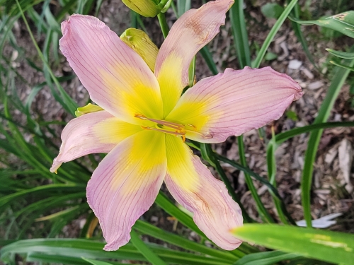 Leparadisdansmacour.com hémérocalle long John Silver 