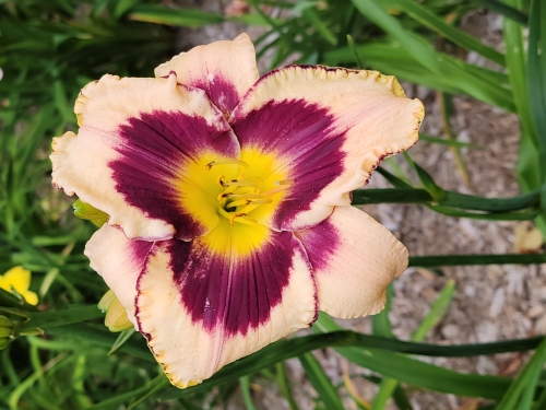 Leparadisdansmacour.com hémérocalle inkheart 