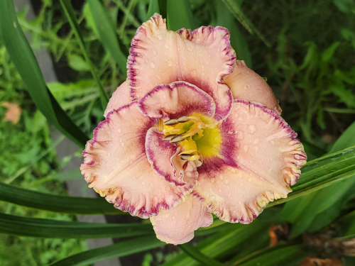 hémérocalle Here Lies Butch leparadisdansmacour.com