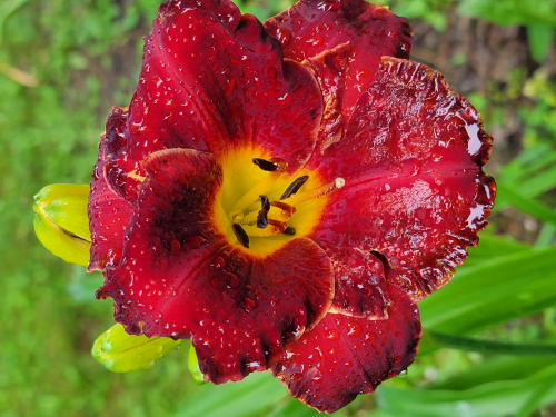 Leparadisdansmacour.com hémérocalle chinese scholar