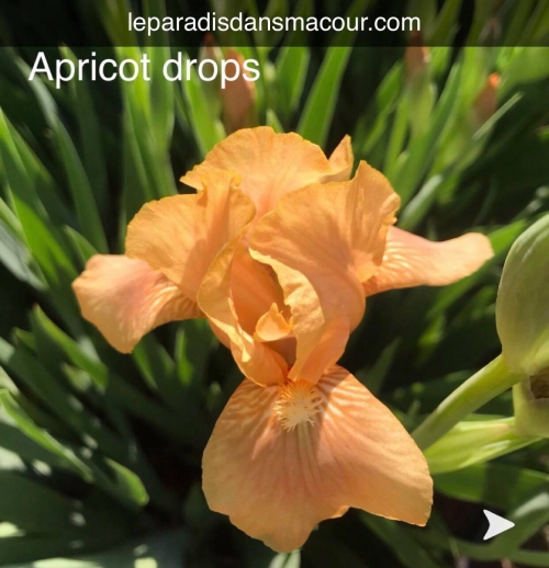 Iris Apricot Drops leparadisdansmacour.com
