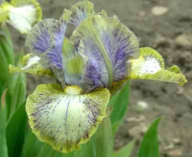 Iris Conundrum leparadisdansmacour.com