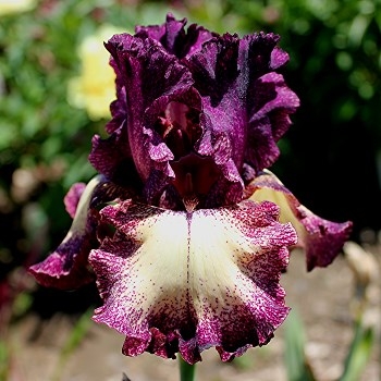 Iris Epicenter leparadisdansmacour.com