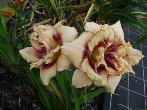 hémérocalle Flamboyant Edges leparadisdansmacour.com