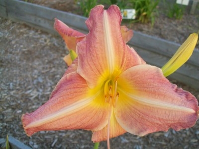 hémérocalle Georges Caleb Bingham leparadisdansmacour.com