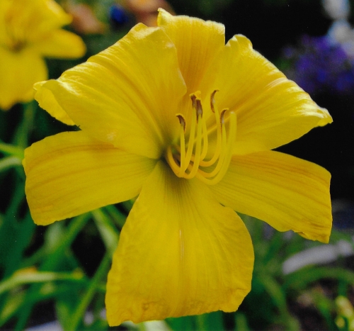 hémérocalle Full Reward leparadisdansmacour.com