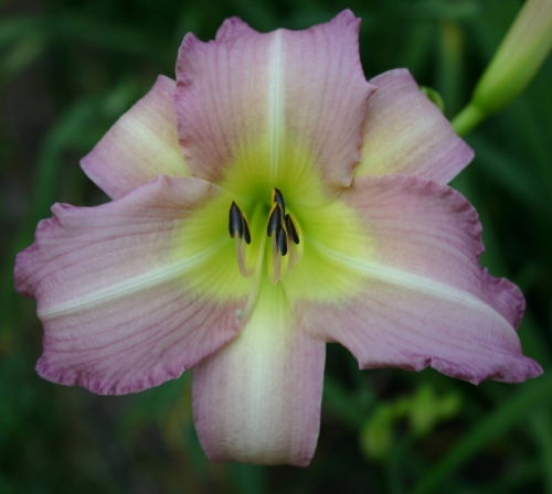 hémérocalle Lavender Flight leparadisdansmacour.com