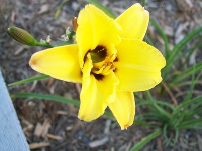 hémérocalle Little Bumble Bee leparadisdansmacour.com