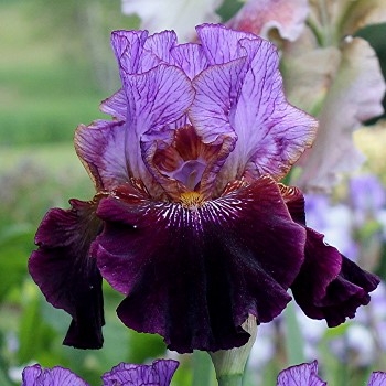 Iris One of a Kind leparadisdansmacour.com