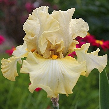 Iris Other Voices leparadisdansmacour.com