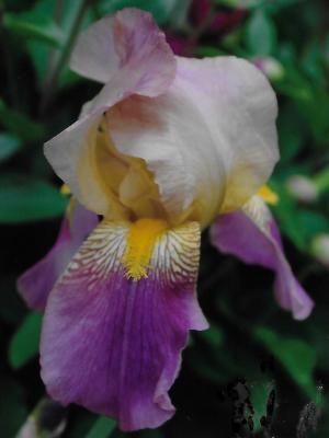Iris Rameses leparadisdansmacour.com