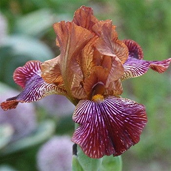 Iris Redrock Princess leparadisdansmacour.com