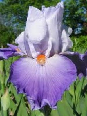 Iris Revolution leparadisdansmacour.com