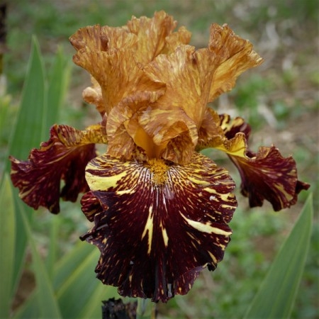 Iris Spiced Tiger leparadisdansmacour.com