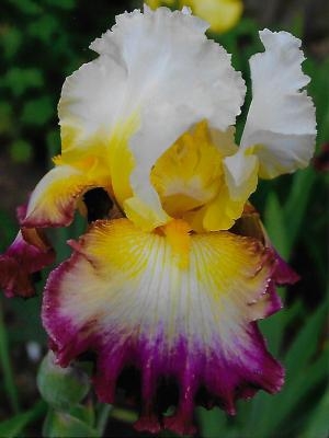 Iris Starship Entreprise leparadisdansmacour.com