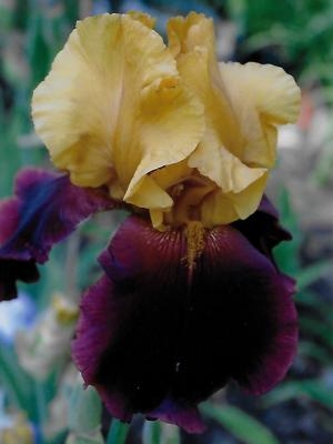 Iris Suprem Sultan leparadisdansmacour.com