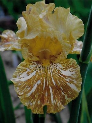 Iris Tiger Honey leparadisdansmacour.com