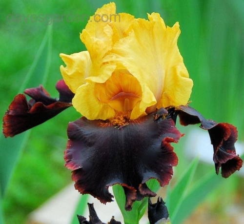 Iris Vigilante leparadisdansmacour.com