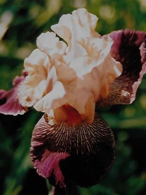Iris Yipes Stripe leparadisdansmacour.com
