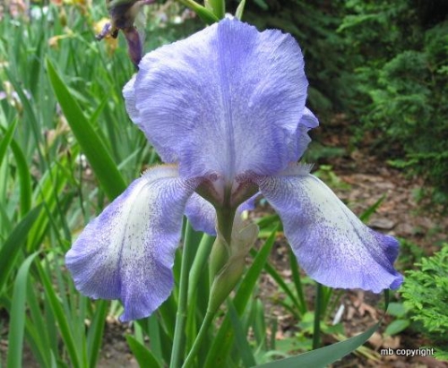 Iris Blue Shimmer leparadisdansmacour.com
