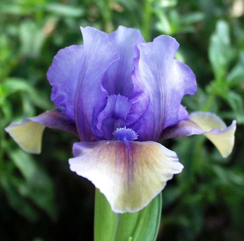 Iris Blueberry Tart  leparadisdansmacour.com