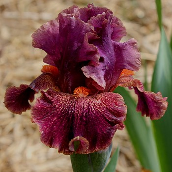 Iris Domaine leparadisdansmacour.com