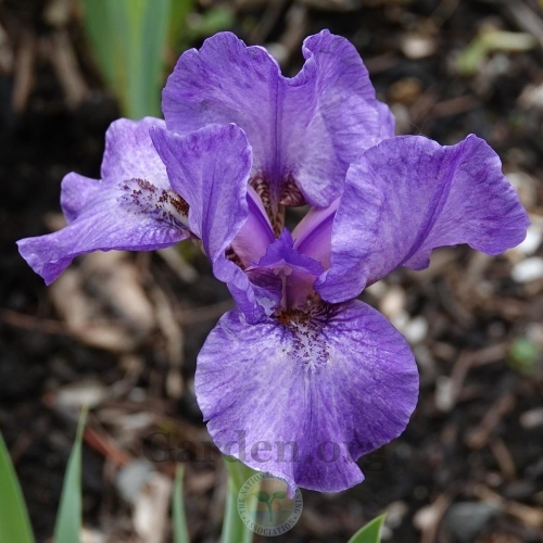 Iris Eramosa Enigma leparadisdansmacour.com