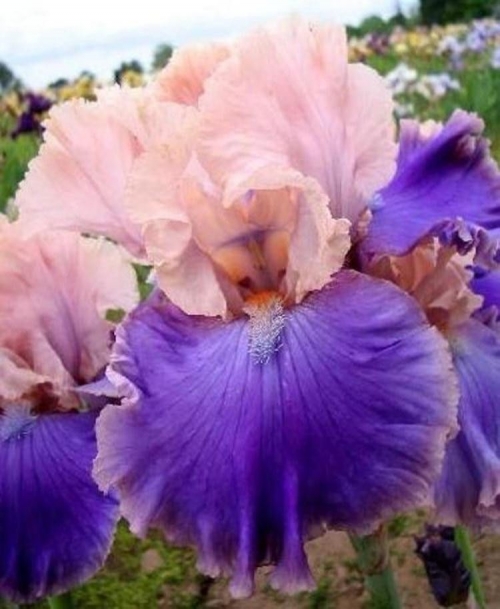 iris florentine silk leparadisdansmacour.com