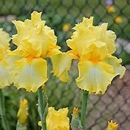 iris our katy girl leparadisdansmacour.com