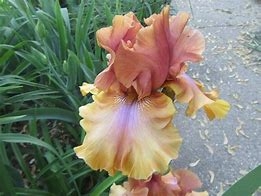 iris polished bronze leparadisdansmacour.com