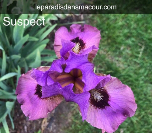 Iris Suspect leparadisdansmacour.com