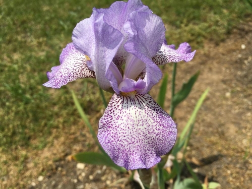 Iris Speckled Spring leparadisdansmacour.com