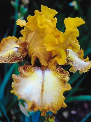 Iris Spiced Lemon leparadisdansmacour.com