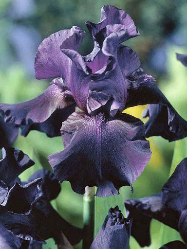 Iris Superstition leparadisdansmacour.com